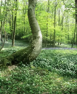 Ramsons: Wildgarlic