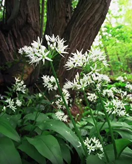 Ramsons: Wildgarlic