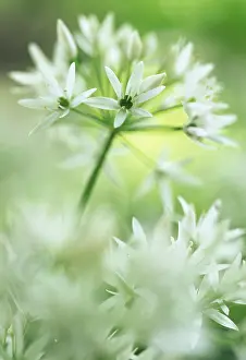 Ramsons: Wildgarlic