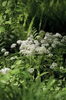 Loads: Wildgarlic