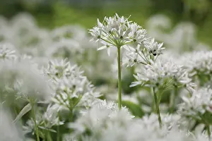 Loads: Wildgarlic