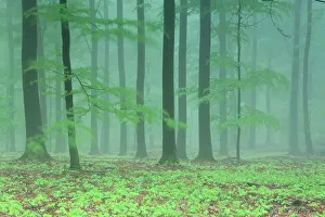 Shoot: Wildings and Luzulo-Fagetum Beech forest in spring