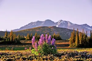 Arcticus: Wildlflowers Subalpine meadow with cluster of arctic