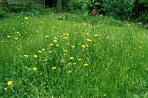 Plantains: Wildlife Garden
