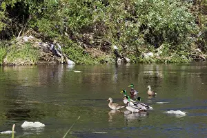 Garbage: Wildlife with Litter