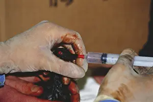 Soaked: Wildlife Rescue Effort, Gulf War Oil Spill