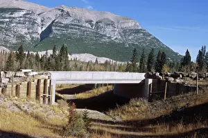 Corridor: Wildlife Underpass