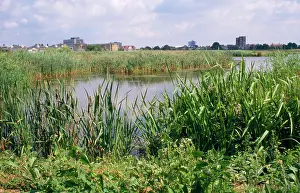 Lonsdale: Wildlife & Wetlands Trust (WWT) - London Wetland