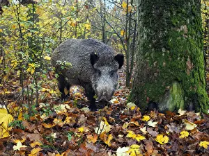 141217: Wildschwein im Herbstwald, Sus scrofa