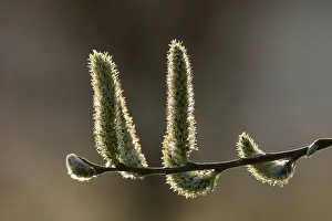 Salix: Wilgenkatjes-Petten