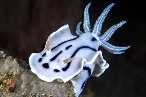 Chromodoris: Willan's Chromodoris (Chromodoris willani), Lembeh