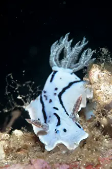 Willani: Willan's Chromodoris Nudibranch