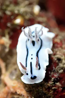 Gill: Willan's Chromodoris Nudibranch