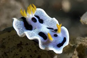 Cerata: WIllan's Nudibranch