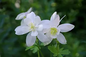 Columbine: Willard Basin, Columbine, Wasatch mountains