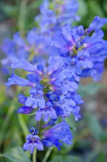 Penstemon: Willard Basin Penstimen, Wasatch Mountains