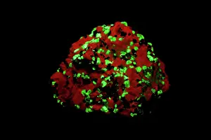 Fluorescent: Willemite in UV light