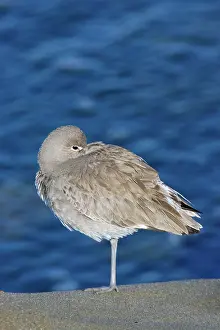 Willet: Willet
