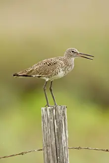Willet: Willet