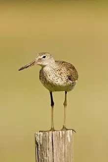 Willet: Willet