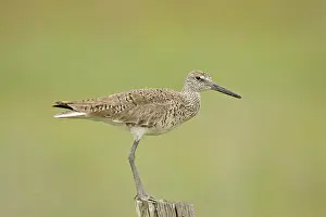 Willet: Willet