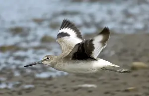 Willet: Willet
