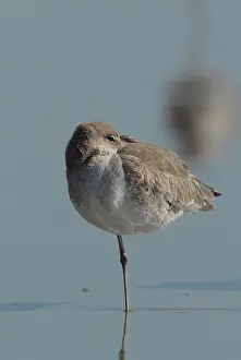 Willet: Willet