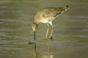 Willet: Willet