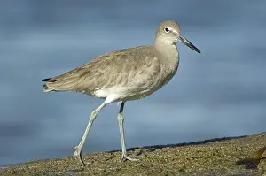Willet: Willet