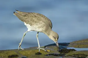 Willet: Willet