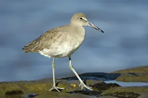 Willet: Willet