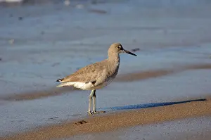 Willet: Willet