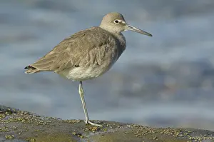 Willet: Willet