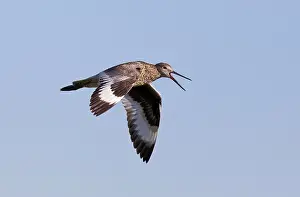 Willet: Willet - adult calling in flight