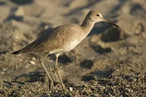 Willet: Willet - on beach
