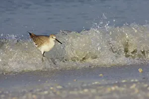 Willet: Willet - and breaking wave