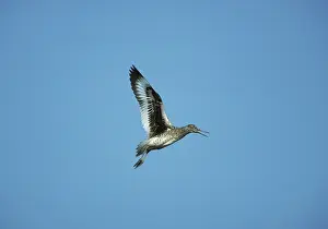 Willet: Willet - Calling in Flight