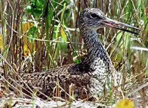 Willet: Willet (Catoptrophorus semipalmatus)