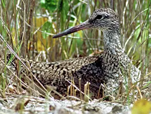 Willet: Willet (Catoptrophorus semipalmatus)