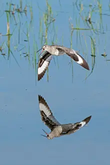 Willet: Willet, Catoptrophorus semipalmatus. In flight over prairie