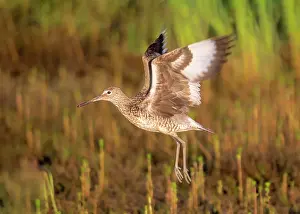 Willet: Willet - Catoptrophorus semipalmatus