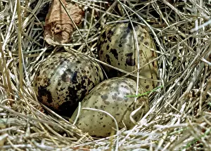 Willet: Willet (Catoptrophorus semipalmatus) eggs
