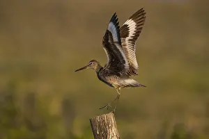 Willet: Willet - CatoptrophorUS semipalmatUS - Perched on