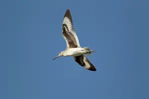Willet: Willet - display flight