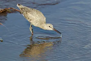 Willet: Willet - drinking