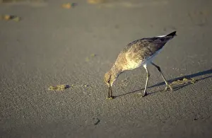 Willet: Willet Feeding