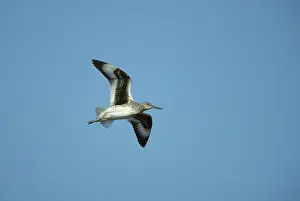Willet: Willet - In Flight