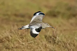 Willet: Willet in Flight