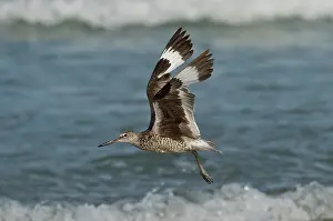 Willet: Willet in flight showing wing molt