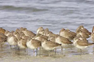 Willet: Willet - at high tide roost